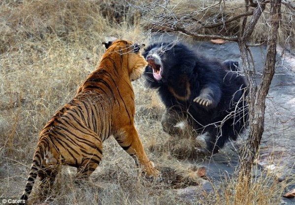 bear vs bengal tiger
